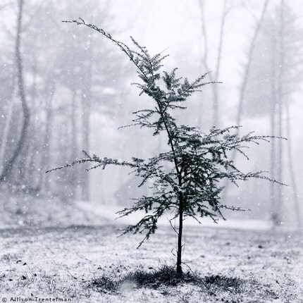 Little Tree, 10x10 matted fine art print