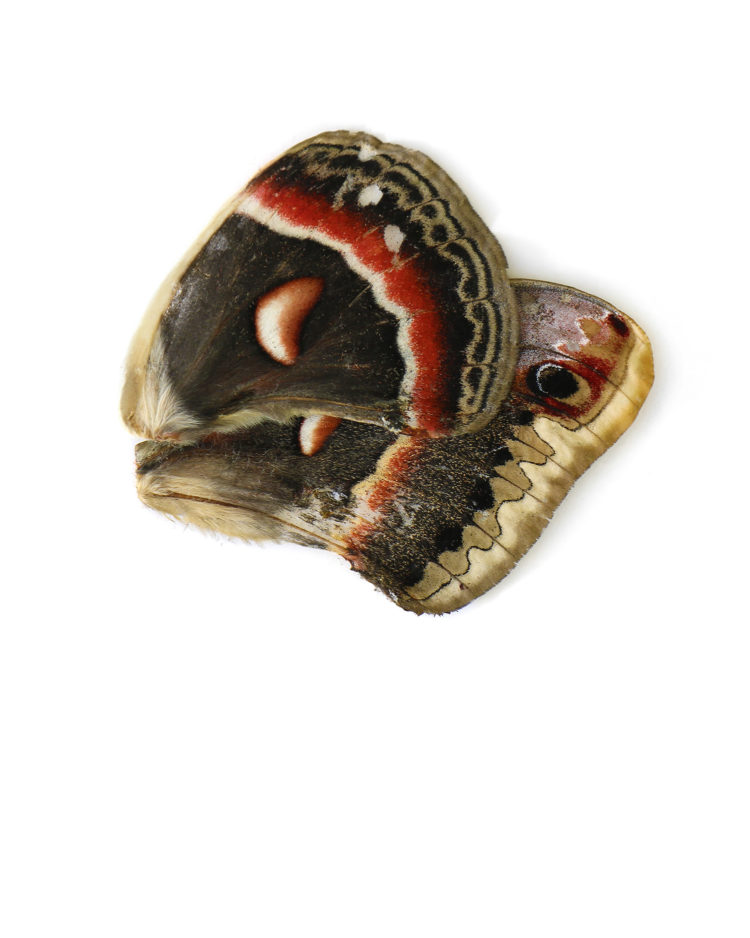 cecropia-moth-wings-2