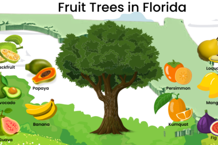 fruit Cultivation in Florida