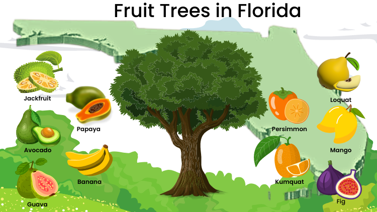 fruit Cultivation in Florida